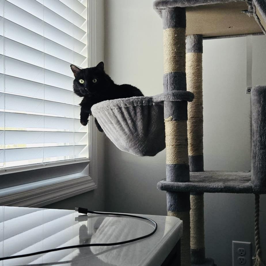 Toothless chilling in his 11 foot cat tower, as usual.