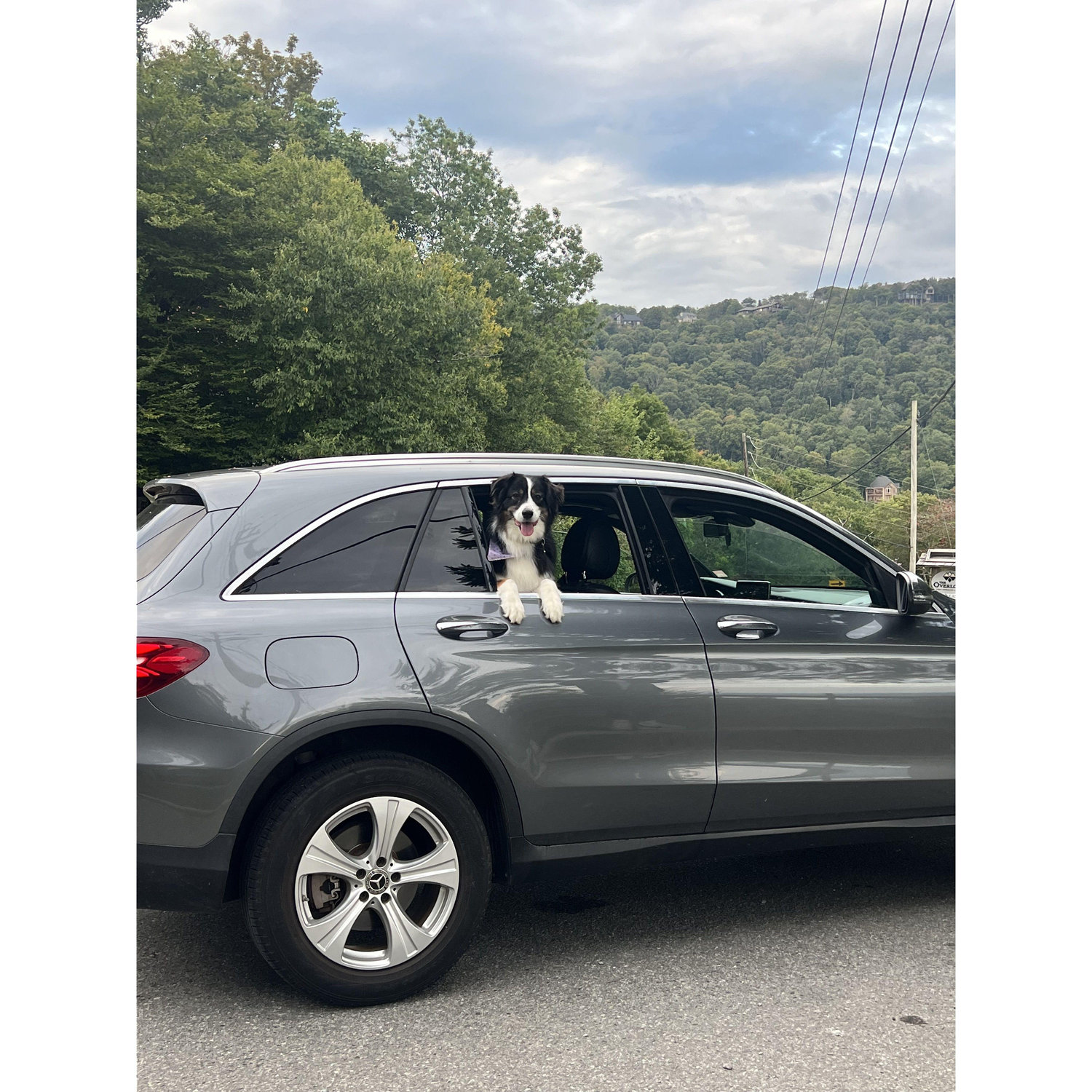 Victoria's dog Stella up in Beech Mountain!