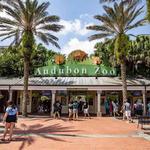 Audubon Zoo