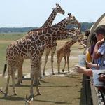 Global Wildlife Center