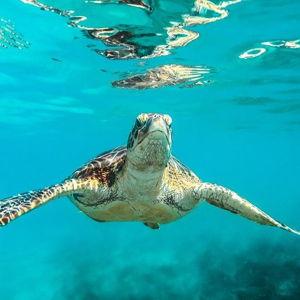 Turtle and Shipwreck Cruise