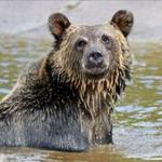 Grizzly & Wolf Discovery Center