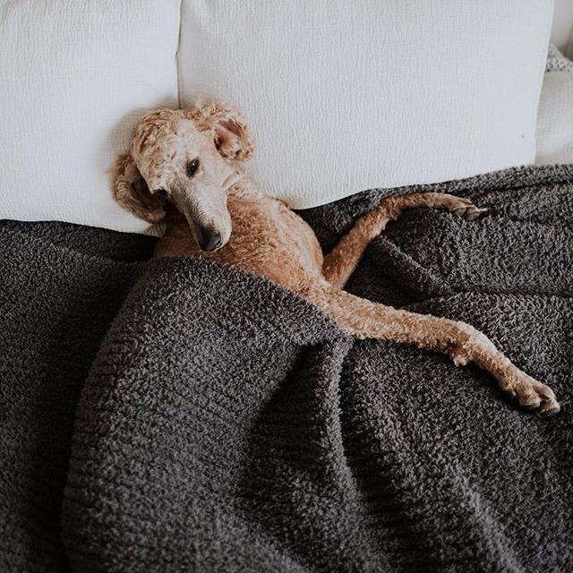 Premier Plush™ Blanket, cream