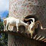 Fairview Wine and Cheese