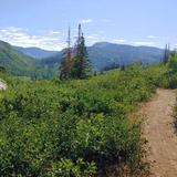 Short Hike - Fiddlehead Trail