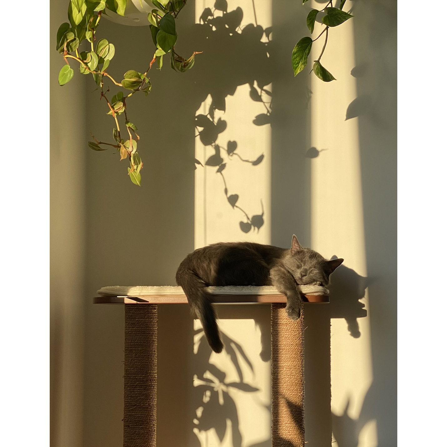 One of our perfect cats, Cleo