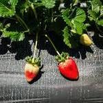 Underwood Family Farms