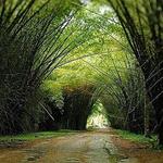 Lancetilla Botanical Garden