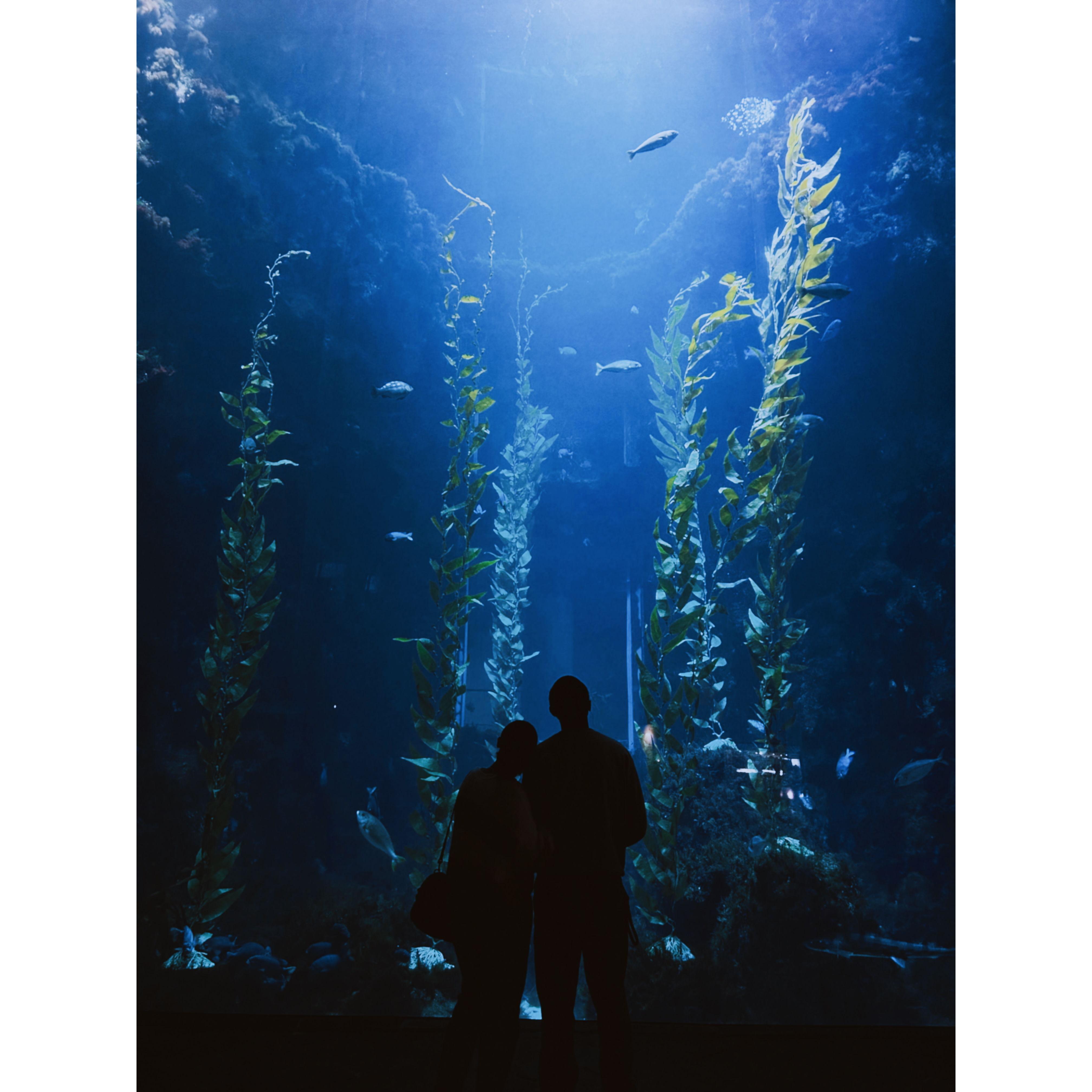 OUR FIRST VISIT TO THE AQUARIUM