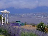 Ali'i Kula Lavender