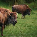 Lone Elk Park