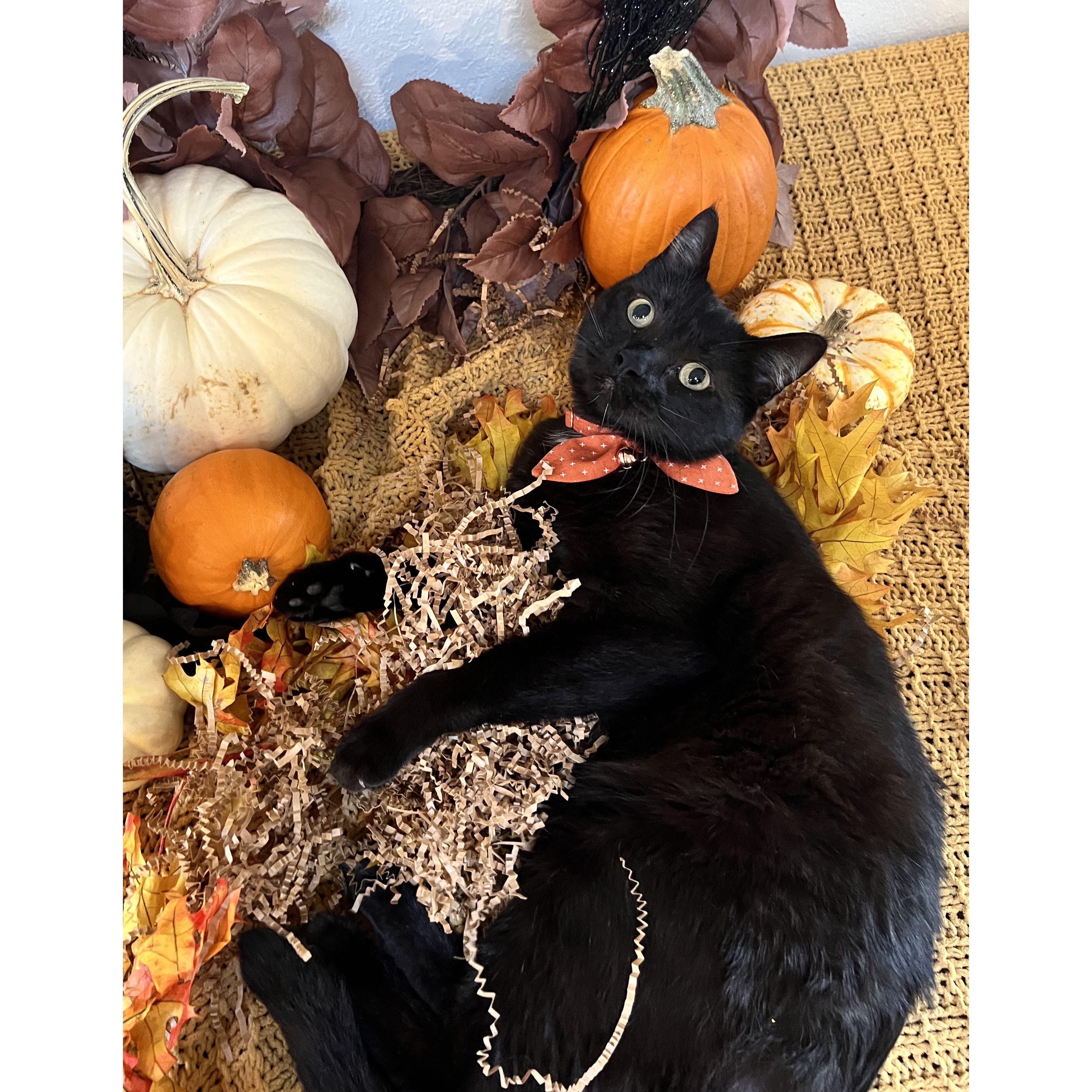 Our beloved first cat, Wednesday, who passed away in January 2024, will always be in our hearts.