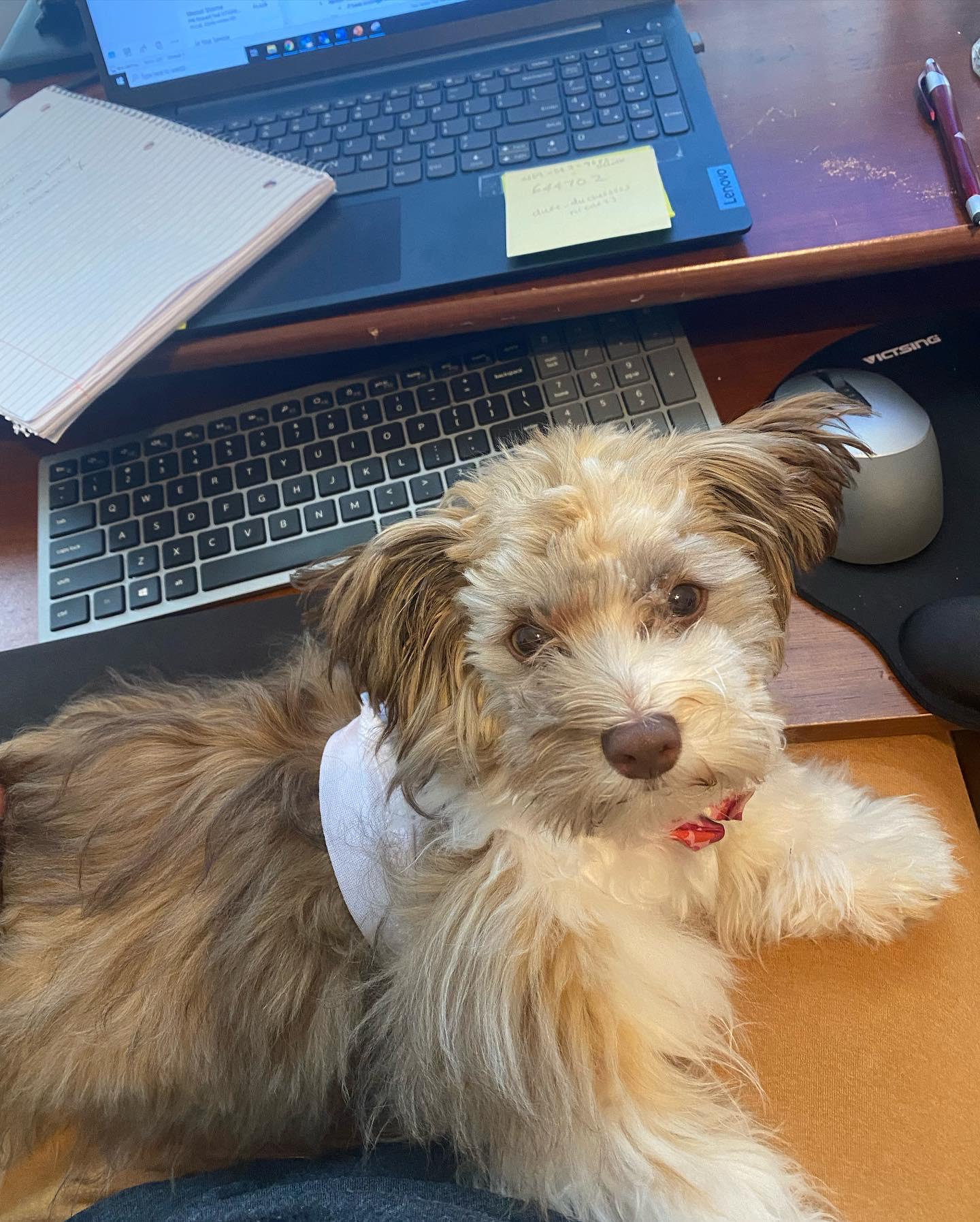 Duchess being cute and working from home with momma