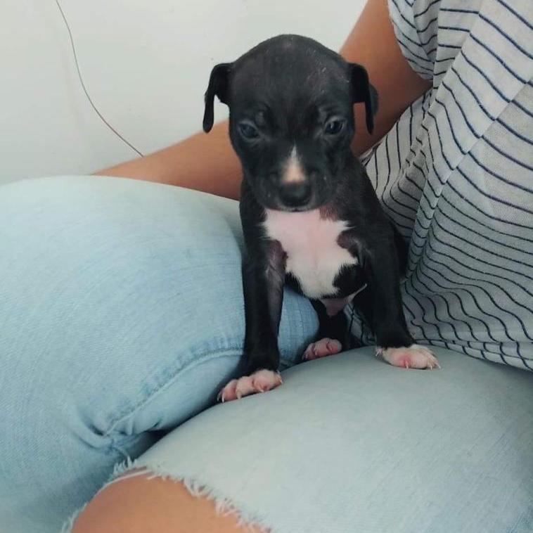 Baby Thunder