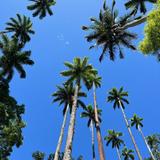 Botanical Garden of Rio de Janeiro