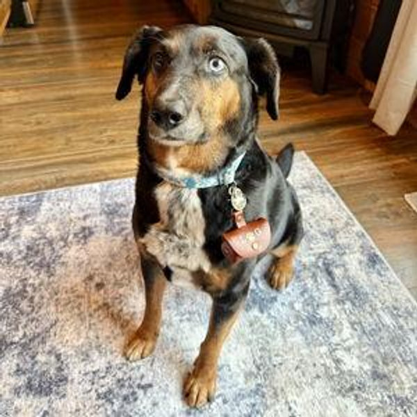 Supply Of Pet Treats for Ryder