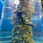 Aquarium At Moody Gardens