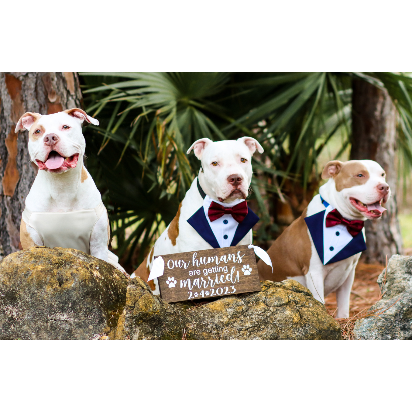 Our fur babies!! Sienna, Louie, and Rocky