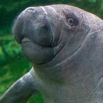 Swim With the Manatees