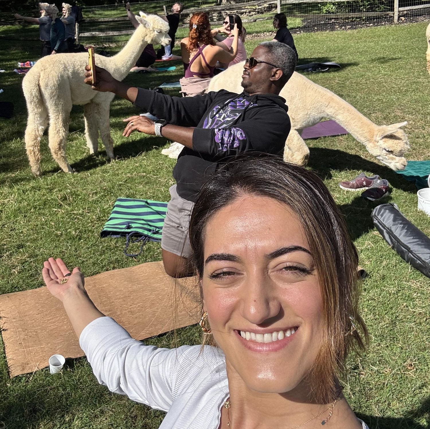 When Ani surprised Rob with alpaca yoga.