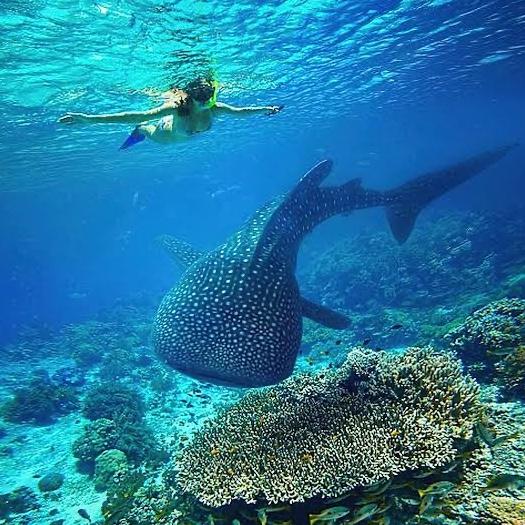 Zanzibar Snorkeling