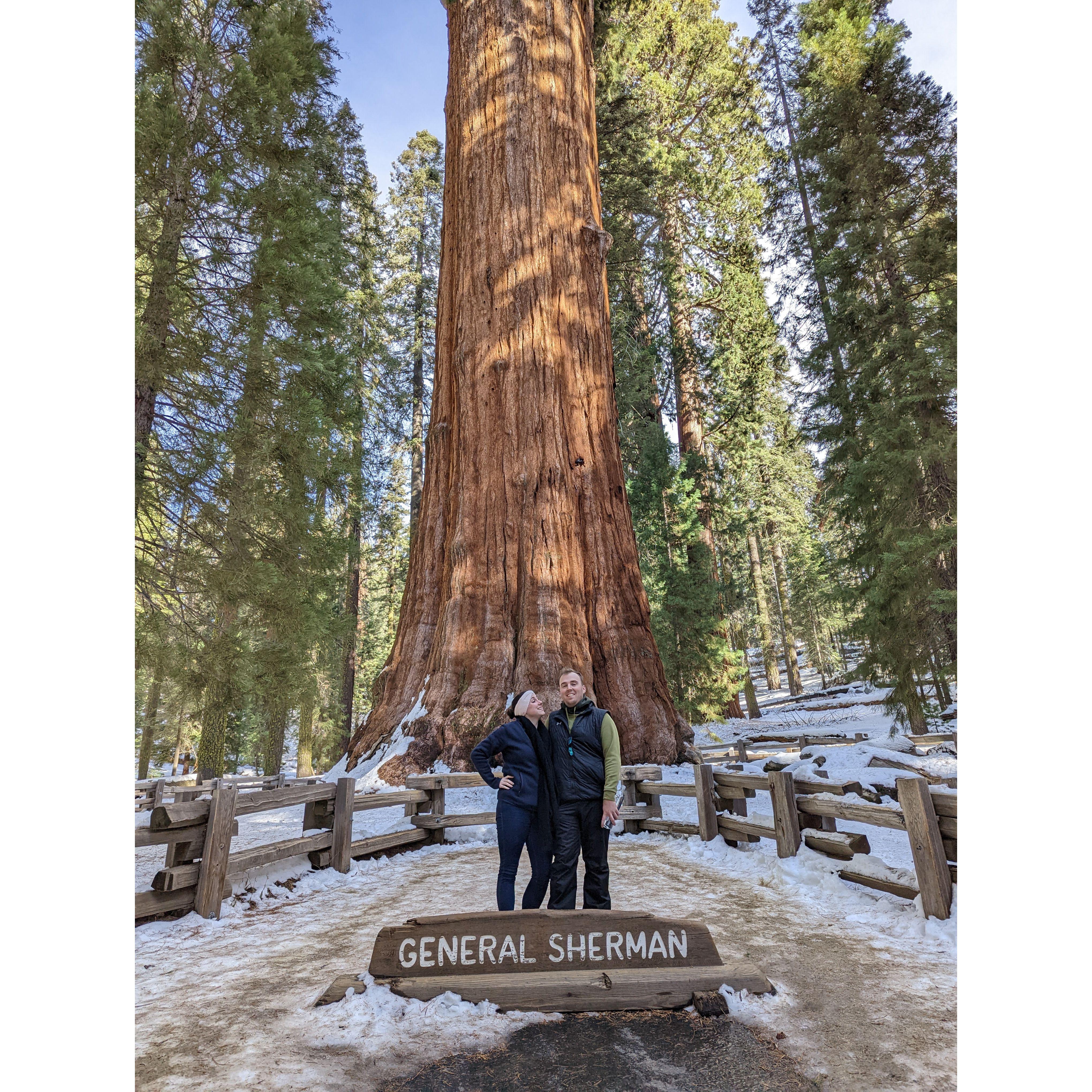 Our trip to the thickest tree in the world!