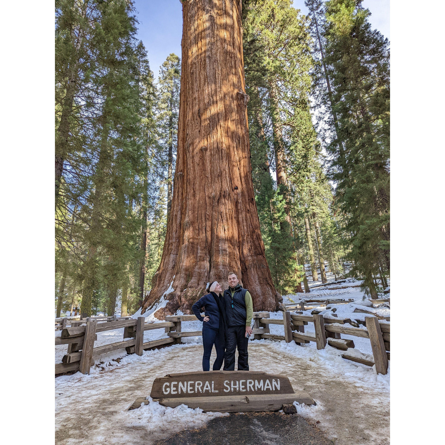 Our trip to the thickest tree in the world!