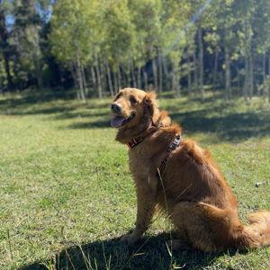 Year's Supply Of Pet Treats for Bailey