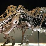 Houston Museum of Natural Science