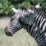 Wild Wilderness Drive-Through Safari
