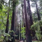 Muir Woods National Monument
