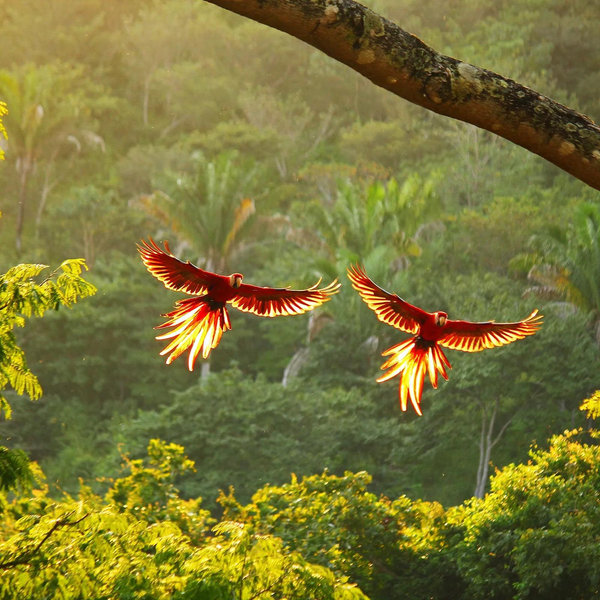 Plane Tickets & Rental Car to Costa Rica