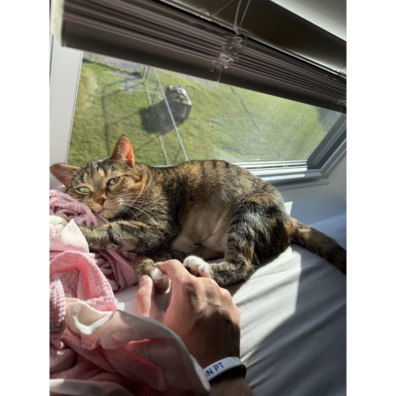 Nik watched Harley for over a month while Gail was on the Camino.
