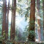 Muir Woods National Monument