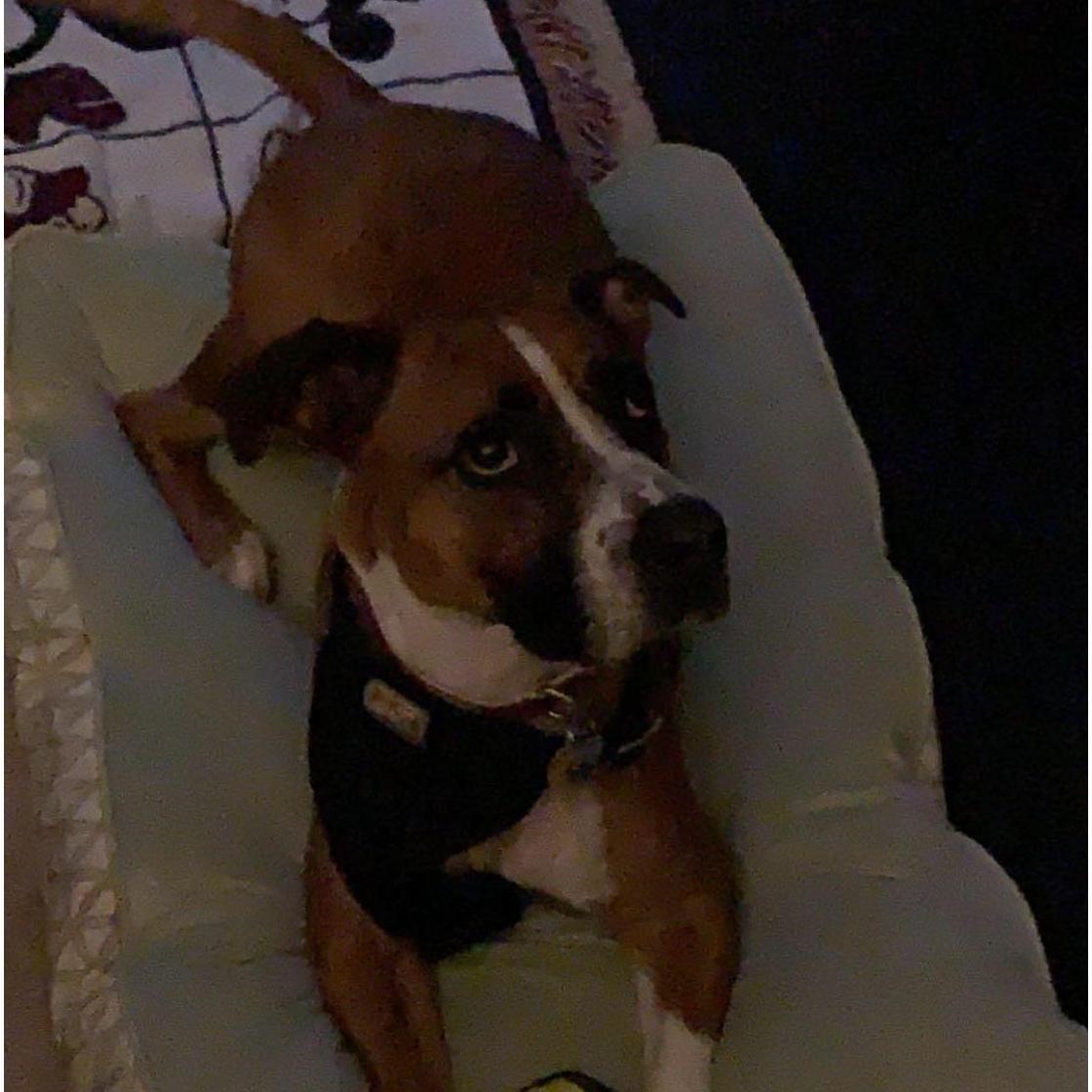 January 12, 2019
Adopted Conner (Con Con, Knock Knock, Buggey)