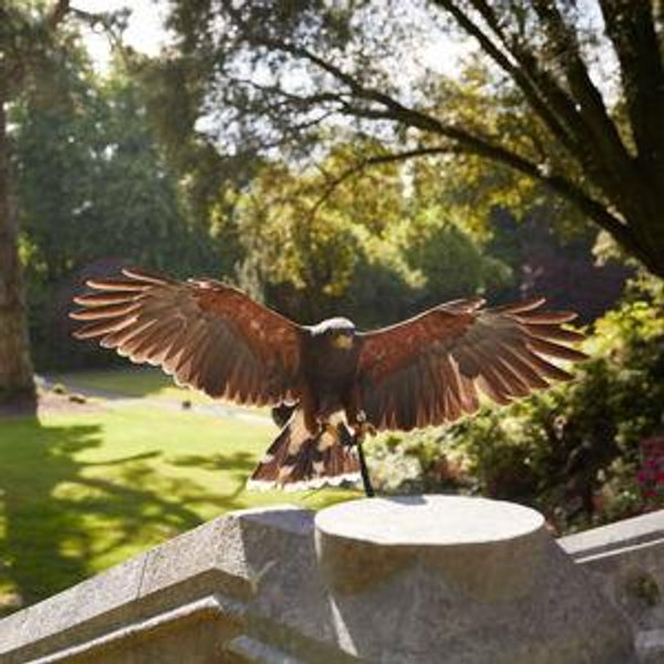 Falconry Experience
