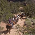 Canyon Trail RIDES