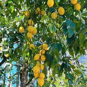 Lemon Farm Tour
