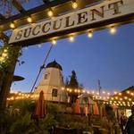 Succulent Cafe