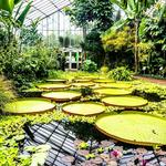 Royal Botanic Garden Edinburgh