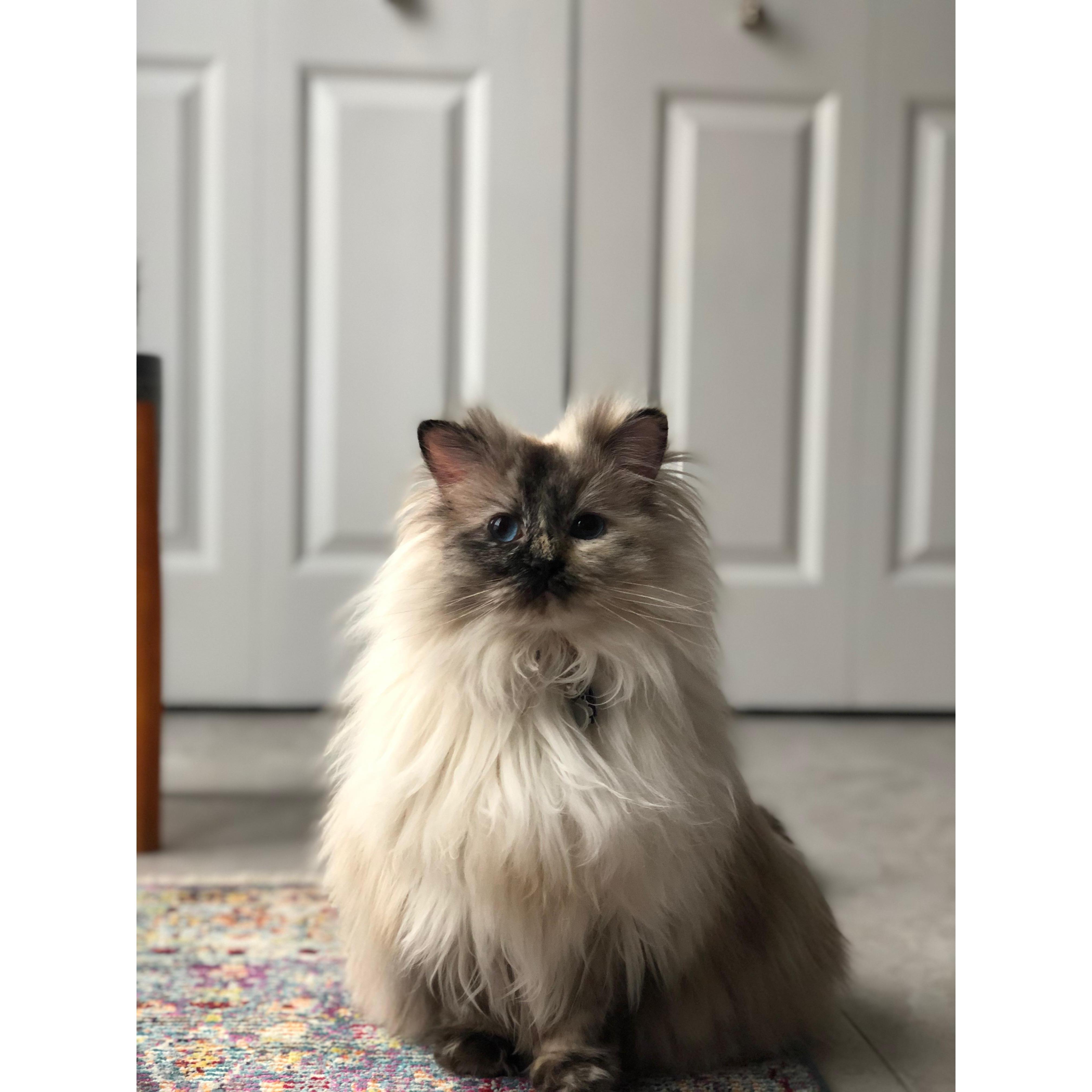 One of our furbabies...Toulalouse!