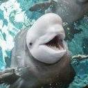 Shedd Aquarium