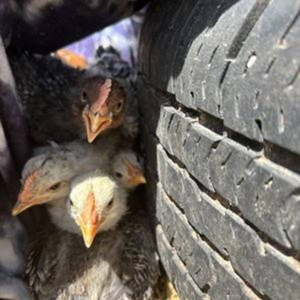 GoatFundMe* - Sponsor a Chicken