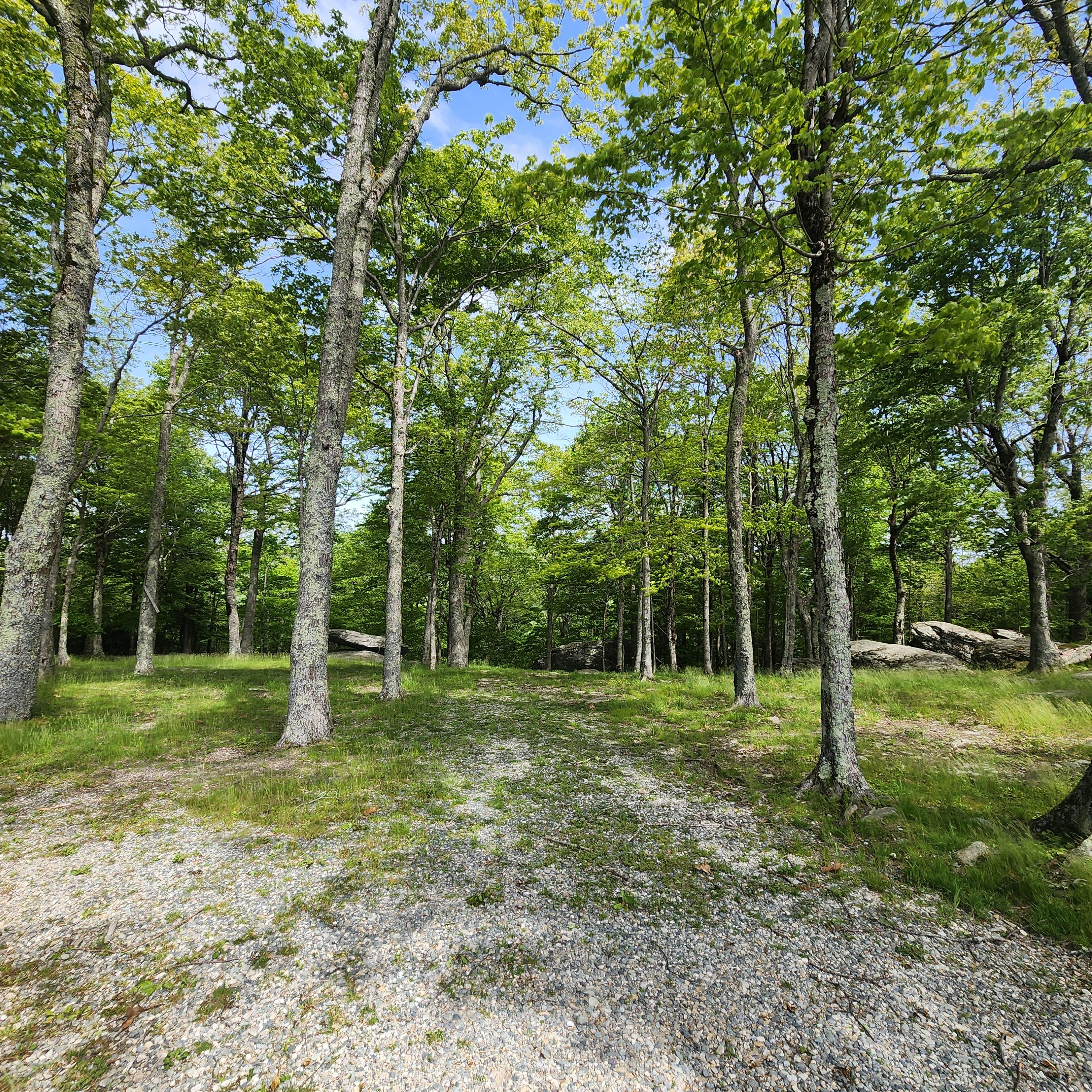 Entrance to Grove 1. It will be unrecognizable from this photo on the big day. From here, you can barely make out the boulder where the ceremony will take place; the path slopes down a hill from here.
