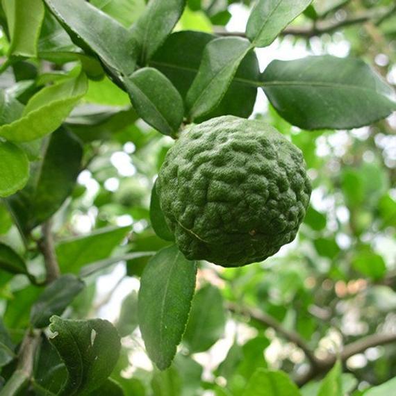Kaffir Lime Tree