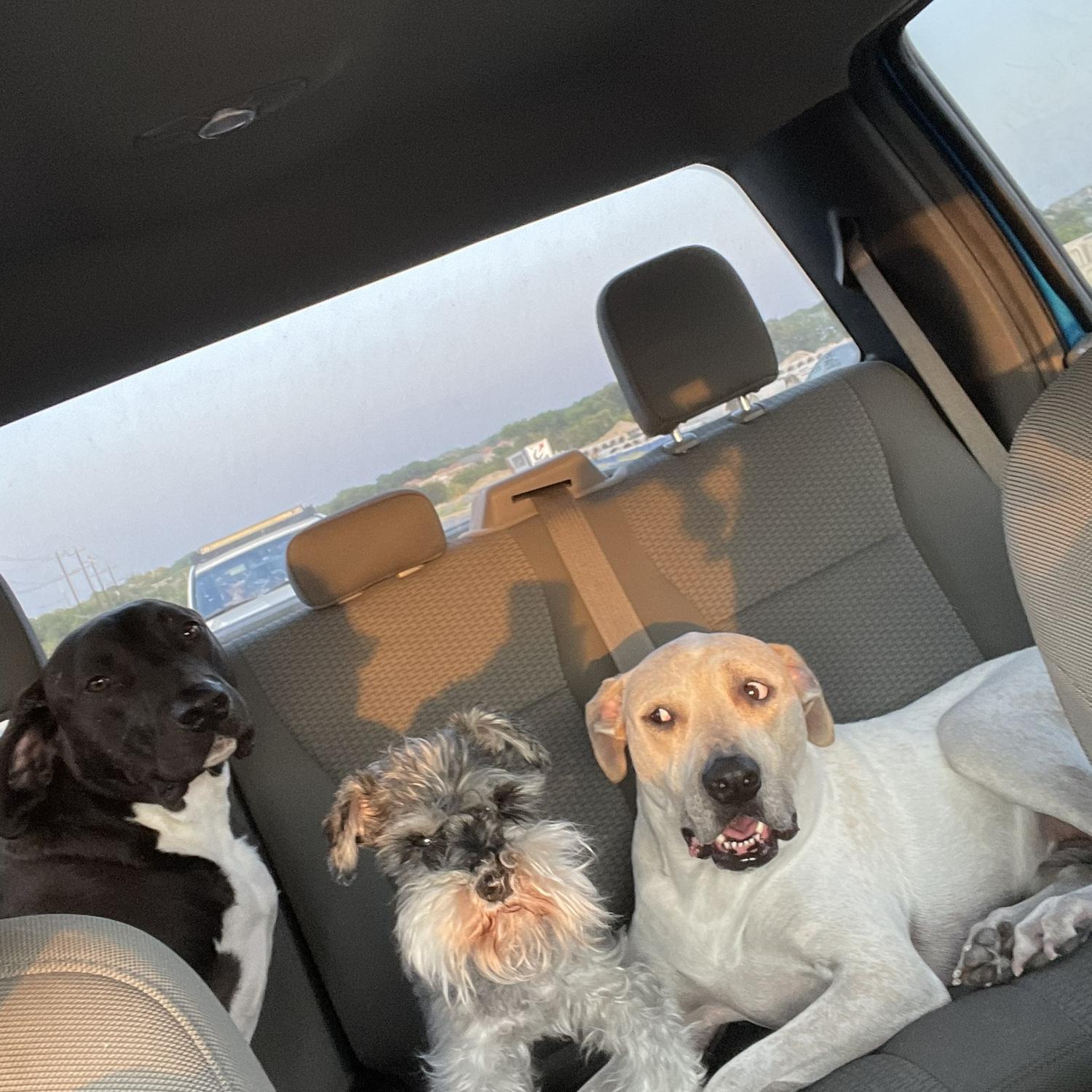 our three fur babes