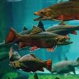 Great Lakes Aquarium