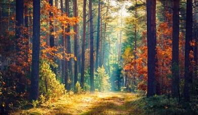 The Wedding Website of Alexandra Zinser and Michael Markham