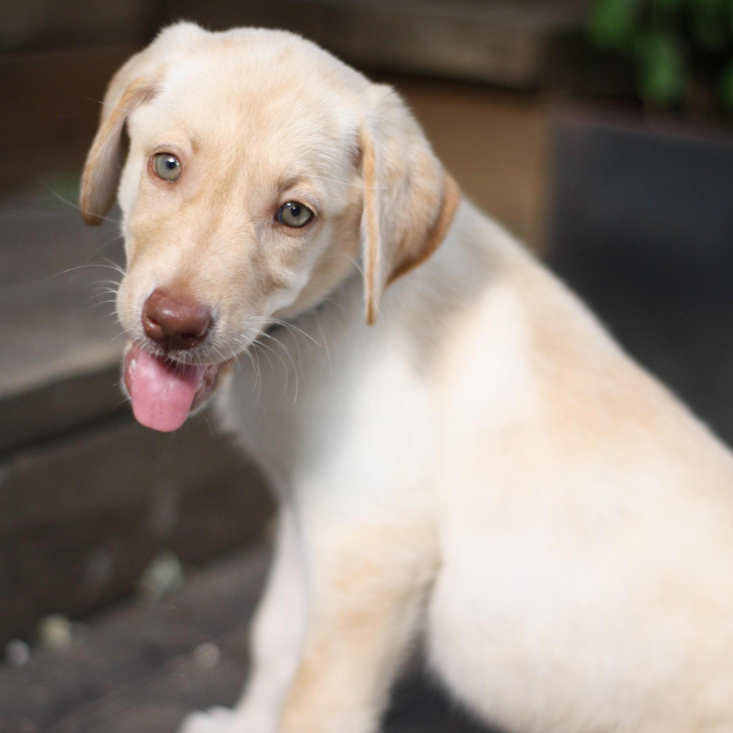 Austin, 2019. The day we brought Lyla home.