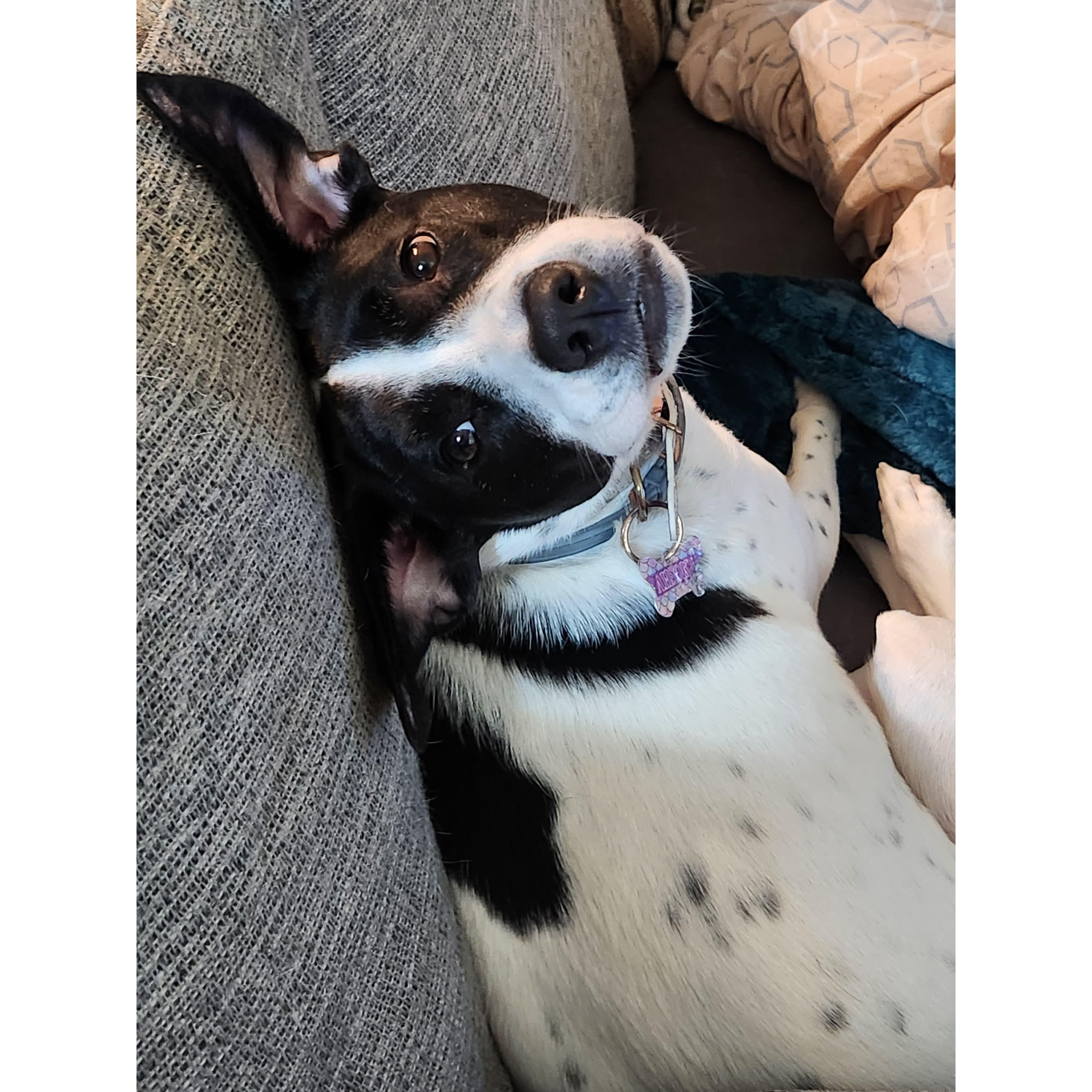 We wouldn't be complete without our little girl Ahsoka
